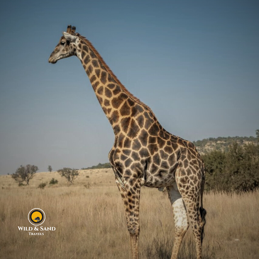 Giraffe