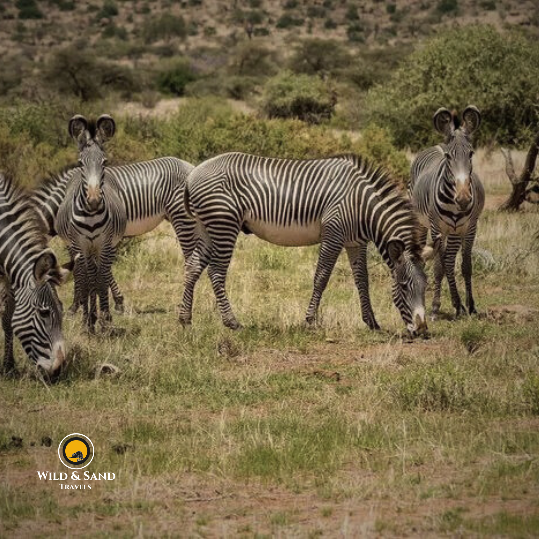Impala Safari