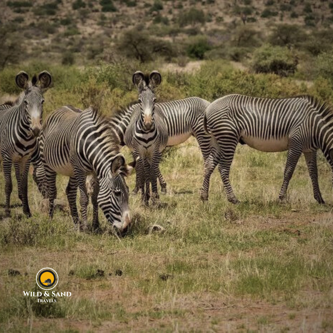 Gazelle Safari
