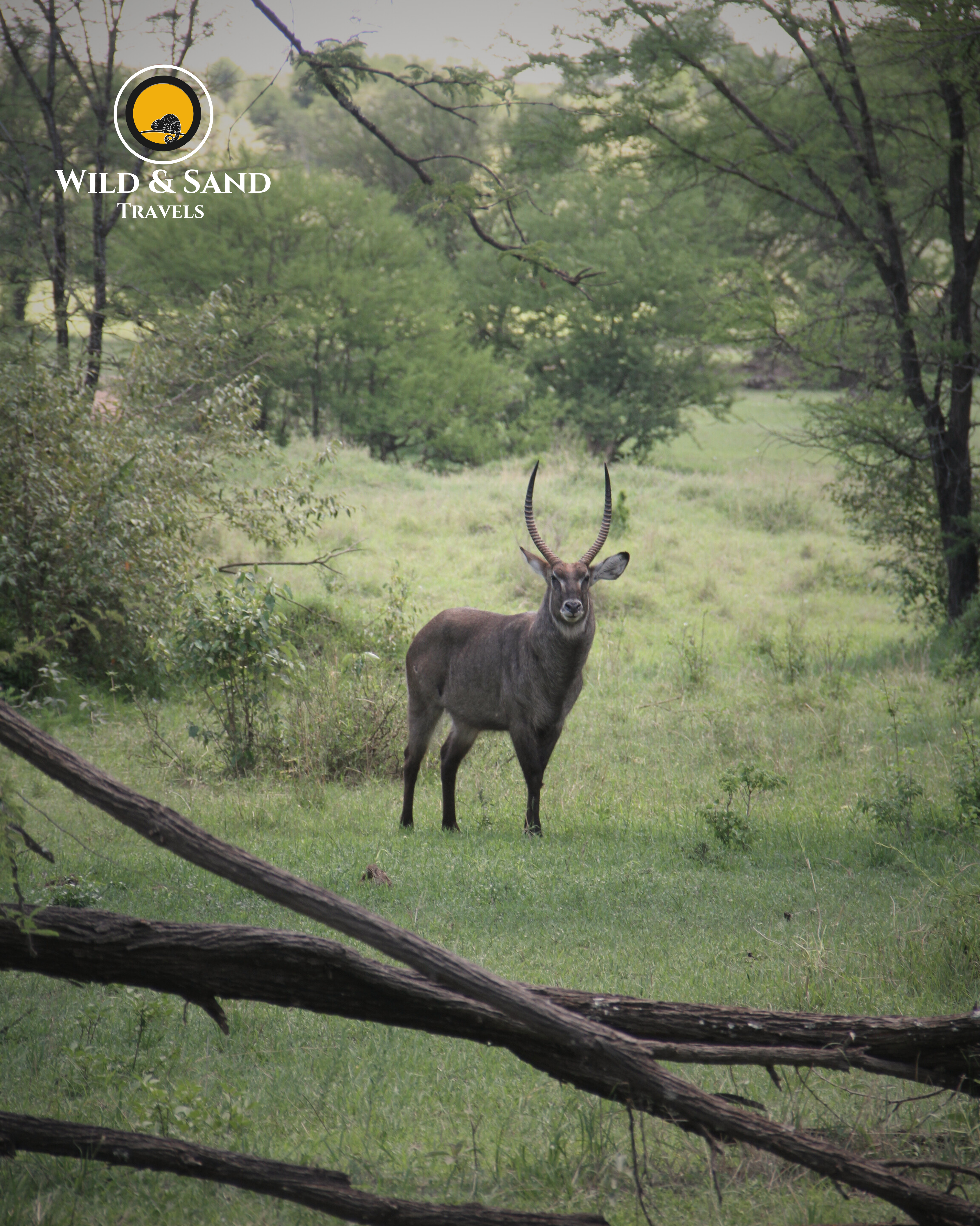 Eland Safari