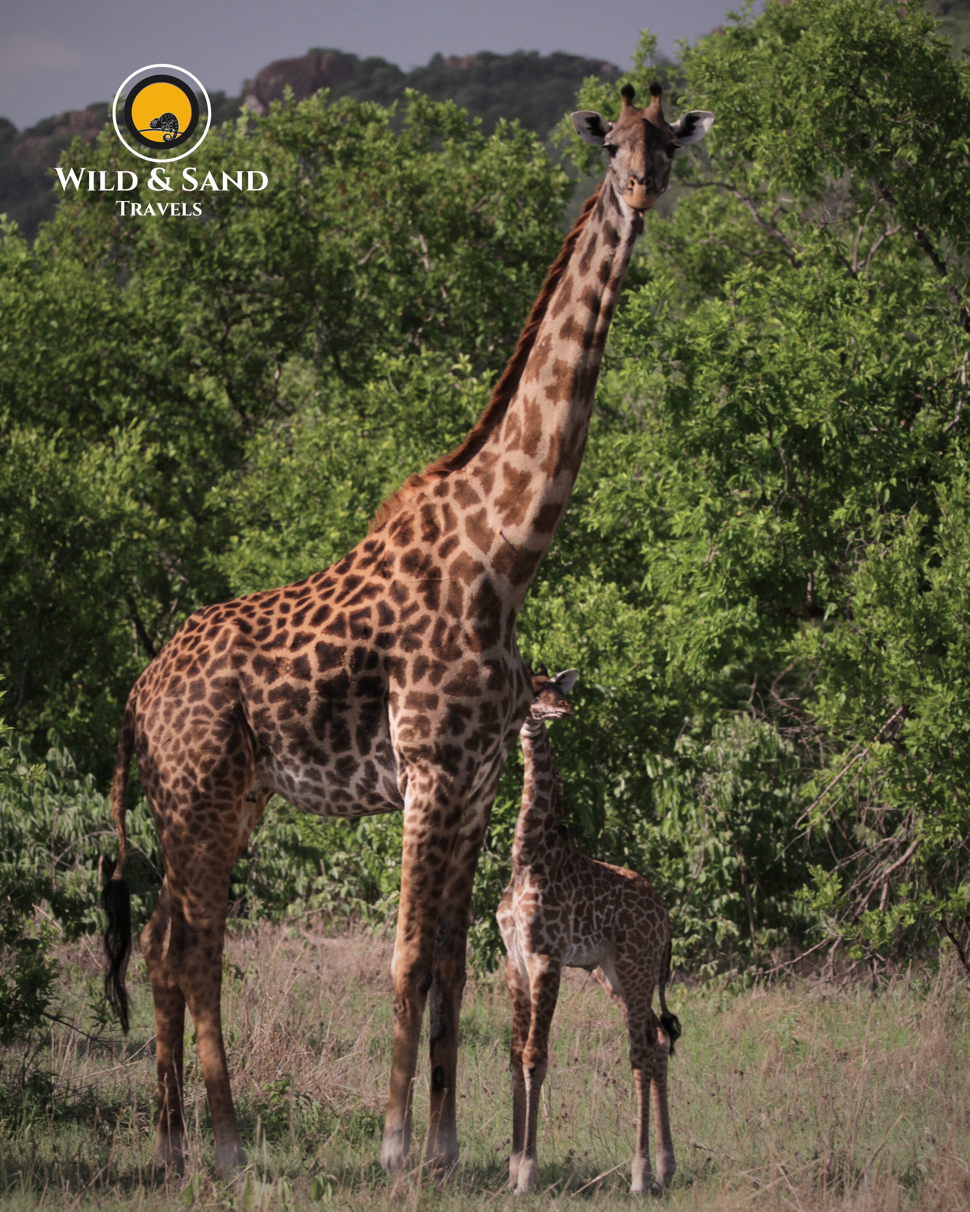 Duiker Safari